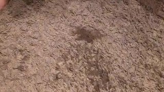 Pissing on clothes and carpet