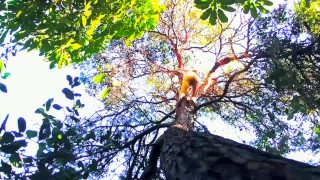 Foraging & Scouting