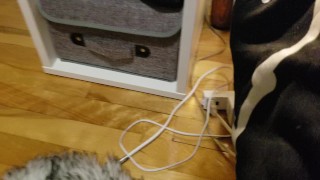 Petite vicelarde s'assoie dans ton visage POV et se defonce le cul, bunny