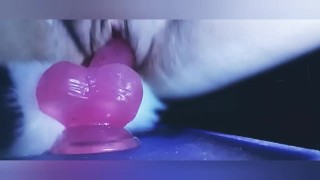 Pet fox enjoys her toy