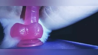 Pet fox enjoys her toy