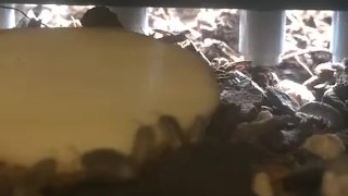 Daytime Isopod Feeding