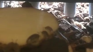 Daytime Isopod Feeding