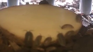 Daytime Isopod Feeding
