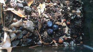 Isopod Chilling After Watering