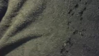 Fat Hairy Guy masturbating moaning cumming body view 2
