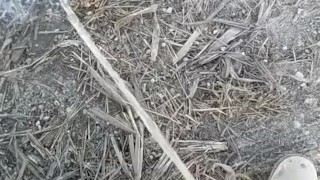 Pissing on the side of the road