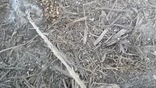 Pissing on the side of the road