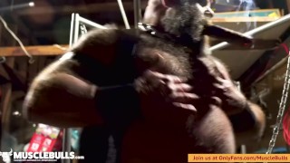 MUSCLE BULL SHOWS OFF AND SMOKES A CIGAR