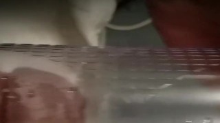 Penis Pump