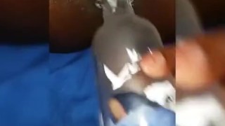 Ebony Babes Pussy Swallows Grey Goose Bottle