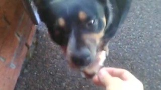 Me giving Kara the fat cunt some ham