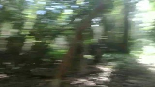 Forrest Creature