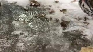 Public Pissing In The Snow
