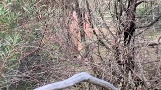 Nude Hiking With Wombat & Kangaroo