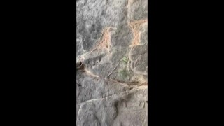 Nude Outdoor Sunbathing Swim and Cumshot