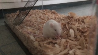 I offer my cute chunky fluff to the community