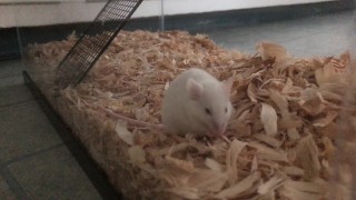 I offer my cute chunky fluff to the community