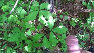 Morning Jaunt in the Woods