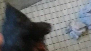 Smelling,tasting and Cumming in wife's dirty panties