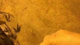 Soft cock stroking in a grow room. 