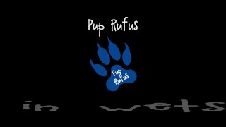 Rufus pawing off in wetsuit, fins and pool
