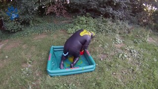 Puppy's outdoor Gunge'n'Paw in full rubber