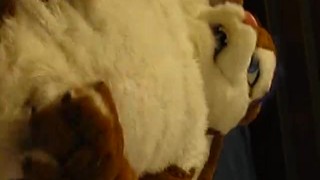 A Cabbit showing off and playing with himself