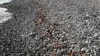 Public pissing on a coast female POV
