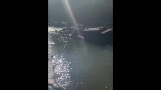 Island in Middle of River - Nude Exploration & Pelican Flypast