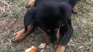 Feeding a hungry stray doggo