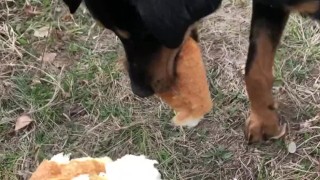 Feeding a hungry stray doggo