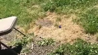 Iittle fun in the back yard. You died part 1