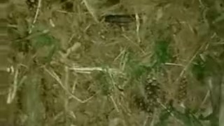 Masturbating In The Woods While Camping