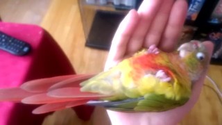 Kiwi's How to Make love Part 2