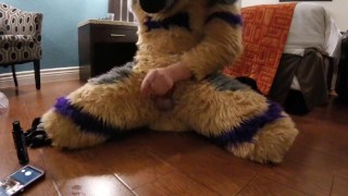 Banded Gshep Fursuiter trying to get off