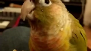 Kiwi's hot categories part 1