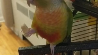 Kiwis final test of truth 1 Gay