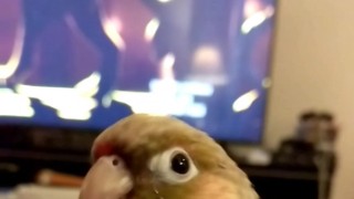 Kiwis final test of truth 3