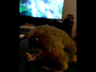 Kiwi i część wielowarstwowa dwa rt