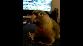 Kiwi and the multivid part 2 RT