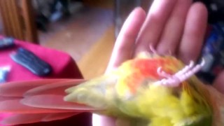 Kiwi's big debut part 1