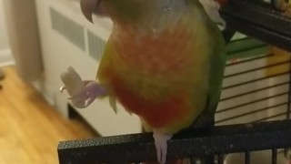 Kiwi's big debut part 3