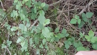 Spontaan geil in het bos