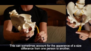 Penis Ligaments and Erection Angle: Prop demonstration stretching explained