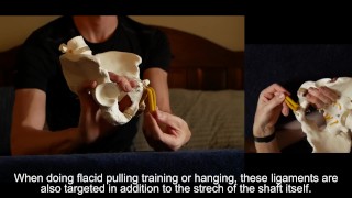 Penis Ligaments and Erection Angle: Prop demonstration stretching explained