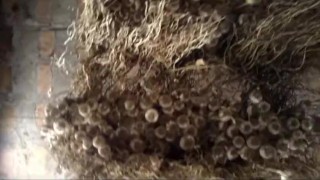 pakistani poor unmarried gay masturbation besti