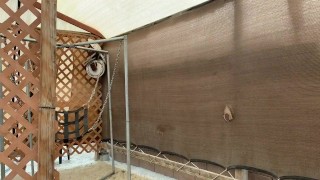 Come Get This Dick! Bears on the Prowl at the CCBC Resort