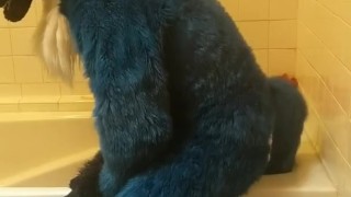 Blue fox on a didlo