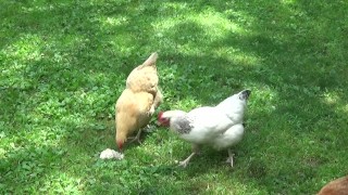 Teaser Clip for A Day in The Life of The Naughty FarmGirl